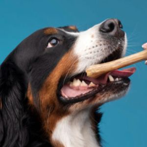10 Mitos Intrigantes e Comuns sobre os Cachorros