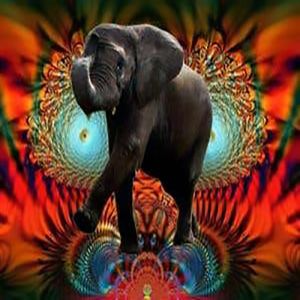 Os animais gostam de bebidas alcoólicas?