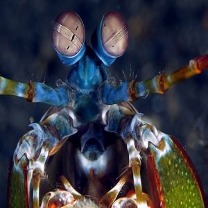 Incríveis super sentidos dos animais