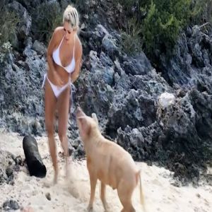 Esses animais foram a loucura, veja o vídeo #2