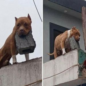 42 fotos que mostram por que o Brasil é um país como nenhum outro