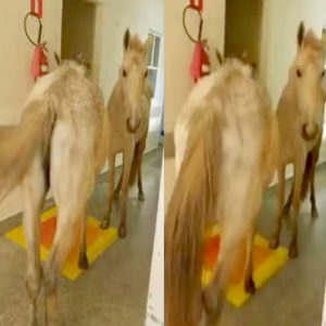 Cavalos invadem hospital e assustam funcionários e pacientes